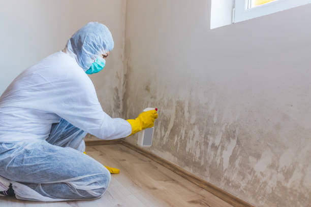 Licensed Basement Mold Removal service in Rocky Hill, NJ - WQB Mold Removal