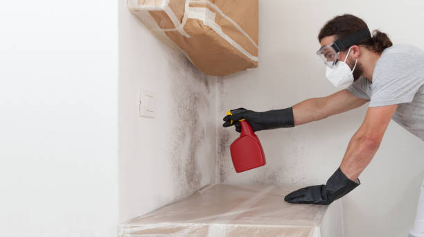 Professional Basement Mold Removal technician working in Rocky Hill, NJ