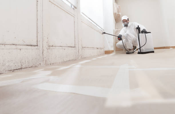 24/7 Emergency Basement Mold Removal experts in Rocky Hill, NJ