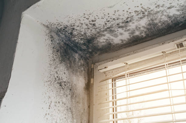 Affordable Basement Mold Removal solutions in Rocky Hill, NJ