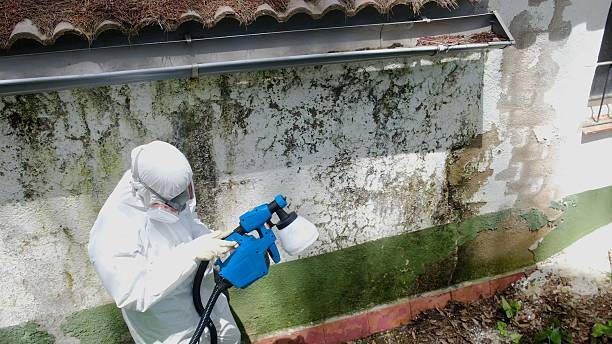 Top rated local Basement Mold Removal specialists in Rocky Hill, NJ